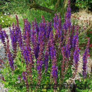 Šalvia hájna SENSATION COMPACT VIOLET ‘Flor Sal 20/30 cm v črepníku 2l Salvia nemorosa SENSATION COMPACT VIOLET ‘Flor Sal