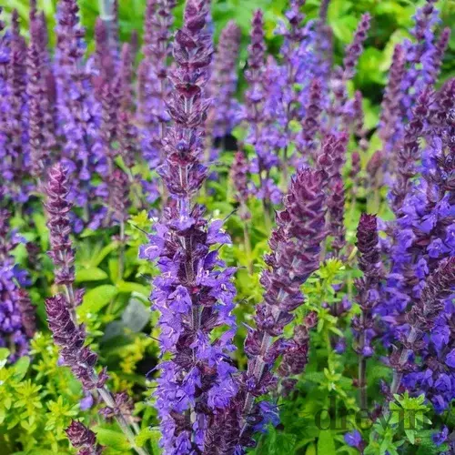 Šalvia hájna Synchro Blue 20/30 cm, v čerpníku 2l Salvia nemorosa ‘Synchro Blue‘