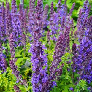 Šalvia hájna Synchro Blue 20/30 cm, v čerpníku 2l Salvia nemorosa ‘Synchro Blue‘