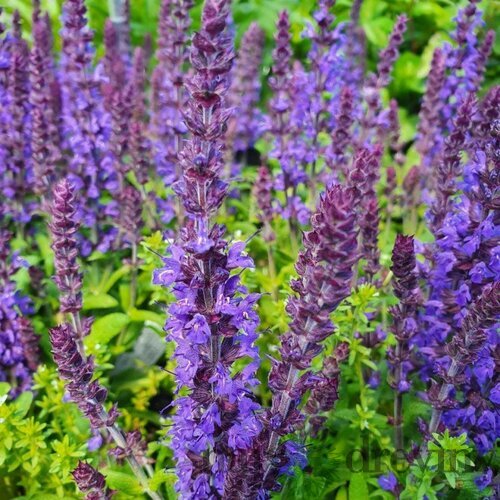 Šalvia hájna Synchro Blue 20/30 cm, v čerpníku 2l Salvia nemorosa ‘Synchro Blue‘