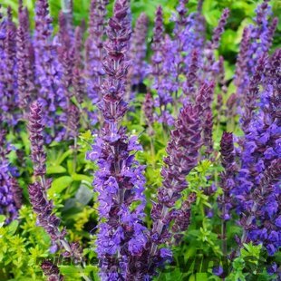 Šalvia hájna Synchro Blue 20/30 cm, v čerpníku 2l Salvia nemorosa ‘Synchro Blue‘