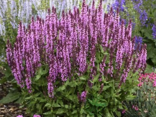 Šalvia hájna Synchro Pink 20/30 cm, v čerpníku 2l Salvia nemorosa ‘Synchro Pink‘