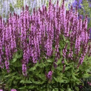 Šalvia hájna Synchro Pink 20/30 cm, v čerpníku 2l Salvia nemorosa ‘Synchro Pink‘
