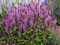 Šalvia hájna Synchro Pink 20/30 cm, v čerpníku 2l Salvia nemorosa ‘Synchro Pink‘