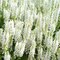 Šalvia hájna Synchro White 20/30 cm, v čerpníku 2l Salvia nemorosa ‘Synchro White‘