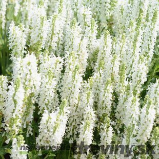 Šalvia hájna Synchro White 20/30 cm, v čerpníku 2l Salvia nemorosa ‘Synchro White‘