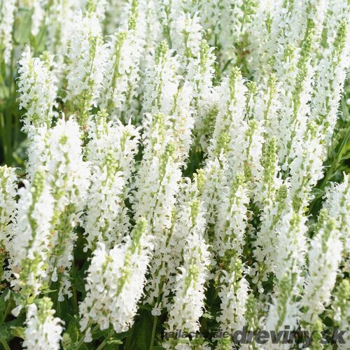 Šalvia hájna Synchro White 20/30 cm, v čerpníku 2l Salvia nemorosa ‘Synchro White‘