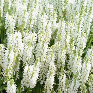 Šalvia hájna Synchro White 20/30 cm, v čerpníku 2l Salvia nemorosa ‘Synchro White‘
