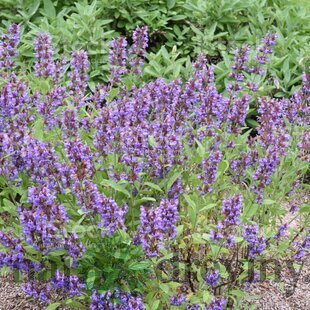 Šalvia lekárska v črepniku P14 Salvia officinalis