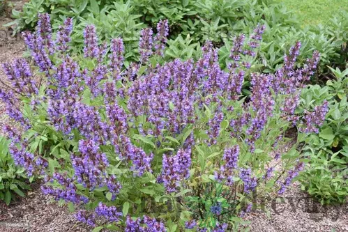 Šalvia lekárska v črepniku P9 Salvia officinalis