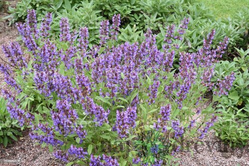 Šalvia lekárska v črepniku P9 Salvia officinalis