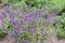 Šalvia lekárska v črepniku P9 Salvia officinalis