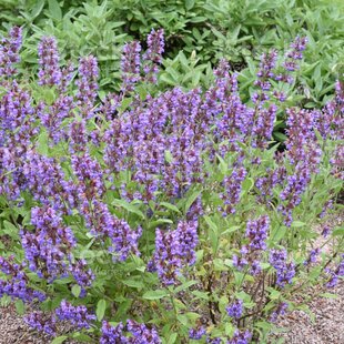 Šalvia lekárska v črepniku P9 Salvia officinalis