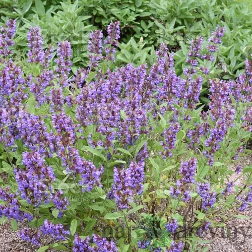 Šalvia lekárska v črepniku P9 Salvia officinalis
