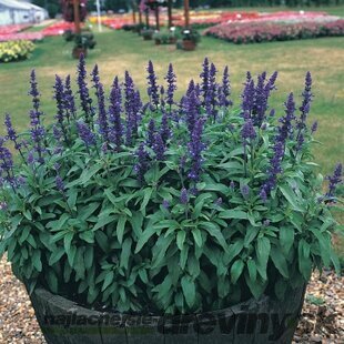Šalvia modrá ‘Victoria Blau‘, výška 25/35 cm, v črepníku Salvia farinacea ‘Victoria‘