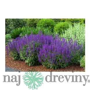 Šalvia Mystic spires Blue, v črepníku 2l Salvia Mystic spires Blue
