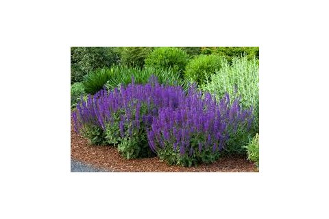 Šalvia Mystic spires Blue, v črepníku 2l Salvia Mystic spires Blue