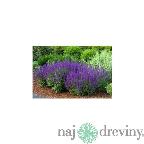 Šalvia Mystic spires Blue, v črepníku 2l Salvia Mystic spires Blue