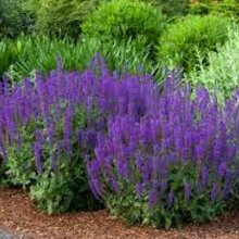 Šalvia Mystic spires Blue, v črepníku 2l Salvia Mystic spires Blue