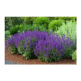 Šalvia Mystic spires Blue, v črepníku 2l Salvia Mystic spires Blue