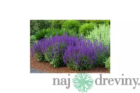Šalvia Mystic spires Blue, v črepníku 2l Salvia Mystic spires Blue