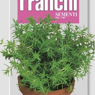 Saturejka záhradná