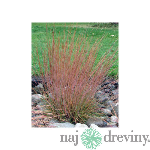 Schizachyrium scoparium ‘Blaze‘ 20/40 cm v črepníku 2l Schizachyrium scoparium ‘Blaze‘