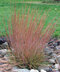 Schizachyrium scoparium ‘Blaze‘ 20/40 cm v črepníku 2l Schizachyrium scoparium ‘Blaze‘