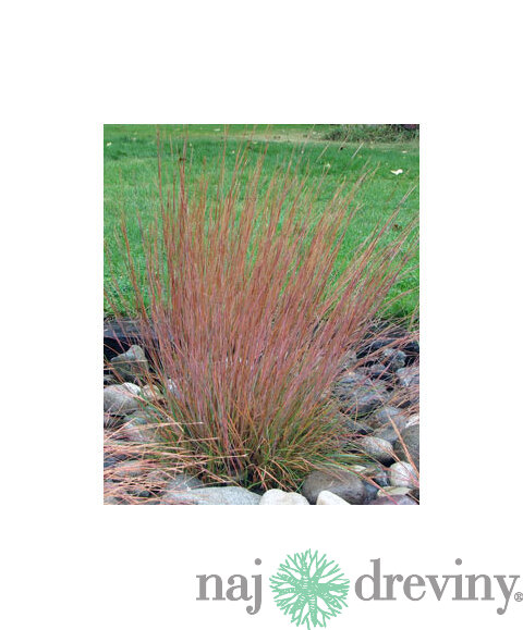 Schizachyrium scoparium ‘Blaze‘ 20/40 cm v črepníku 2l Schizachyrium scoparium ‘Blaze‘