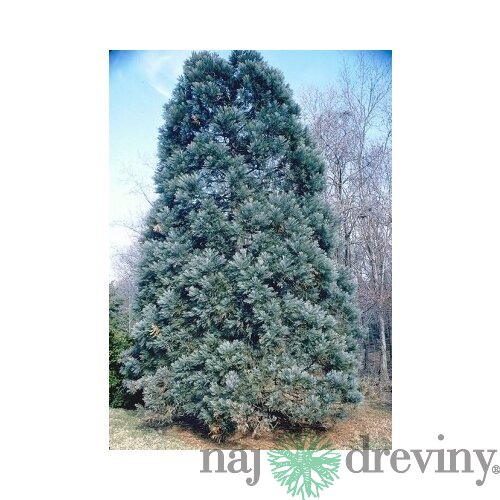 Sekvojovec mamutí Healthy Mammoth 60/80 cm, v črepníku Sequoiadendron giganteum glauca