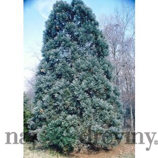 Sekvojovec mamutí Healthy Mammoth 60/80 cm, v črepníku Sequoiadendron giganteum glauca