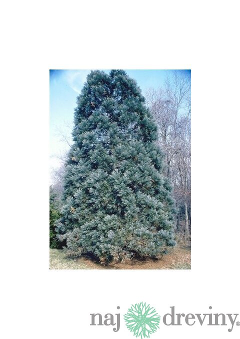 Sekvojovec mamutí Healthy Mammoth 60/80 cm, v črepníku Sequoiadendron giganteum glauca