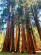 Sekvojovec mamutí Pendulum 180/200 v črepníku 60l Sequoiadendron giganteum