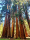 Sekvojovec mamutí Pendulum 180/200 v črepníku 60l Sequoiadendron giganteum