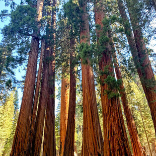 Sekvojovec mamutí Pendulum 180/200 v črepníku 60l Sequoiadendron giganteum
