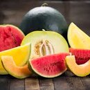 Semená melón