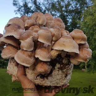 Shiitake záhradka 100% BIO celoročná (elixír života) Jedlé huby liečivé Lentinula edodes