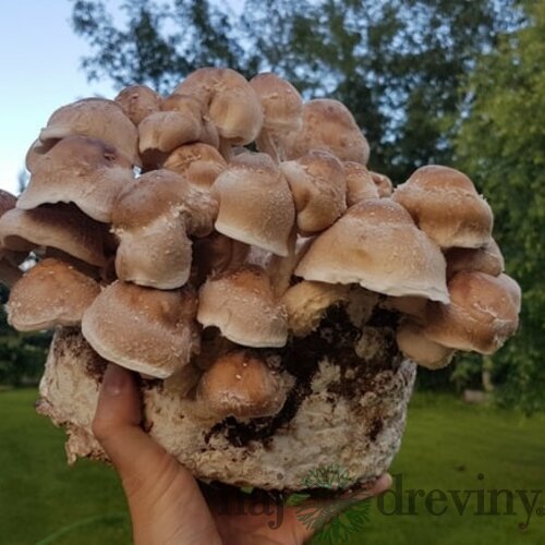 Shiitake záhradka 100% BIO celoročná (elixír života) Jedlé huby liečivé Lentinula edodes