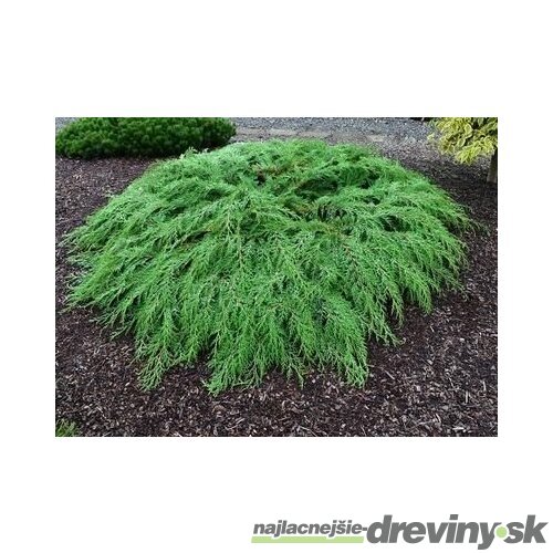 Sibírska borievka (Mikrobiota krížolistá) 20/30 cm, v črepníku Microbiota decussata