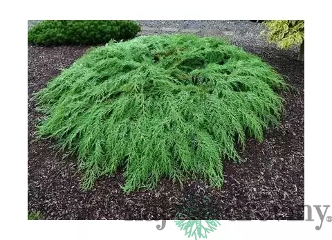 Sibírska borievka (Mikrobiota krížolistá) 20/30 cm, v črepníku Microbiota decussata