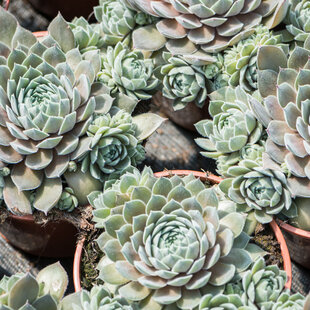 Skalná Ruža ‘Aquila‘, výška 15/20 cm, v črepníku 2l Sempevirum ‘Aquila‘