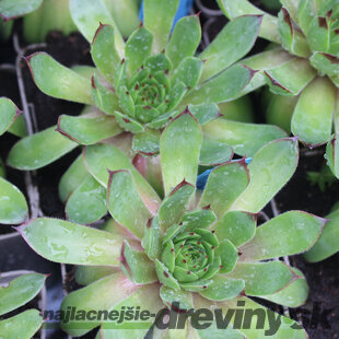 Skalná Ruža ‘BigSam Chrome Green‘, výška 15/20 cm, v črepníku 2l Sempevirum Sempervivum ‘BigSam Chrome Green‘