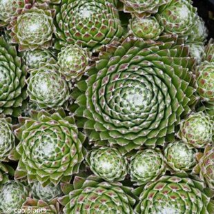 Skalná ruža Minus, výška 15/25cm, v črepníku Sempervivum arachnoideum ‘Minus‘
