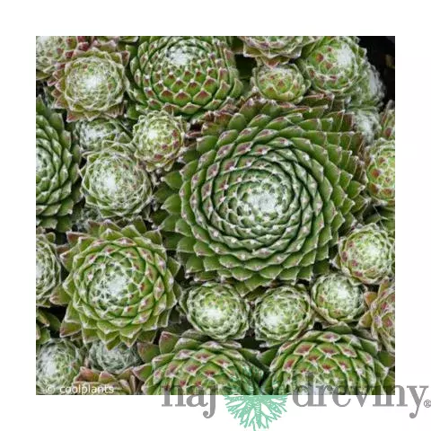 Skalná ruža Minus, výška 15/25cm, v črepníku Sempervivum arachnoideum ‘Minus‘