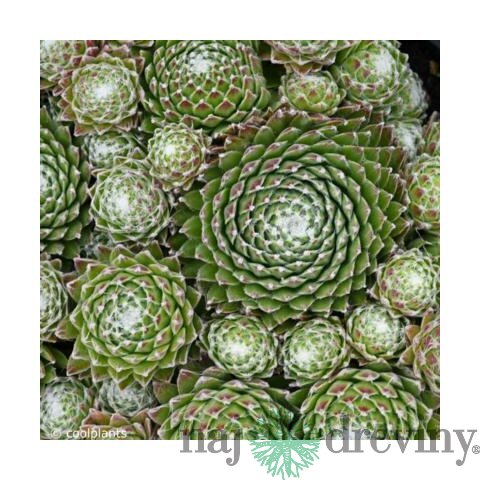 Skalná ruža Minus, výška 15/25cm, v črepníku Sempervivum arachnoideum ‘Minus‘