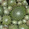 Skalná ruža Minus, výška 15/25cm, v črepníku Sempervivum arachnoideum ‘Minus‘
