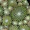 Skalná ruža Minus, výška 15/25cm, v črepníku Sempervivum arachnoideum ‘Minus‘