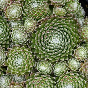 Skalná ruža Minus, výška 15/25cm, v črepníku Sempervivum arachnoideum ‘Minus‘