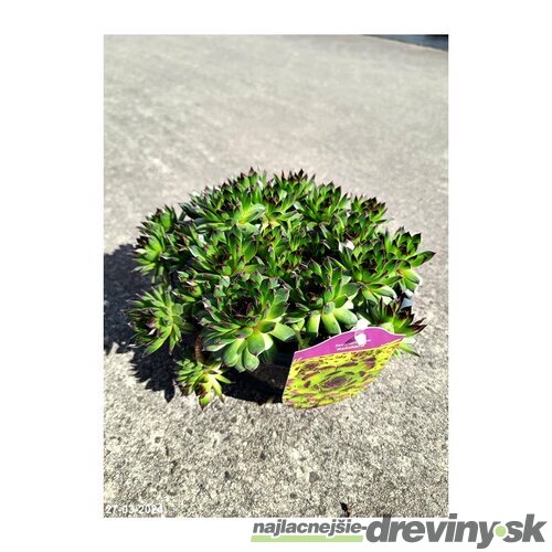 Skalná ruža ‘Reinhard‘, v črepníku 2l Sempervivum ‘Reinhard‘