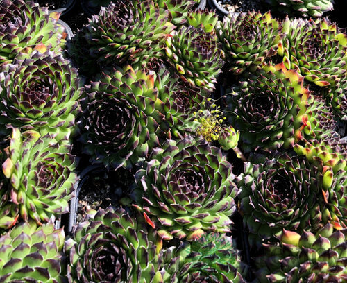 Skalná ruža ‘Reinhard‘, v črepníku 2l Sempervivum ‘Reinhard‘